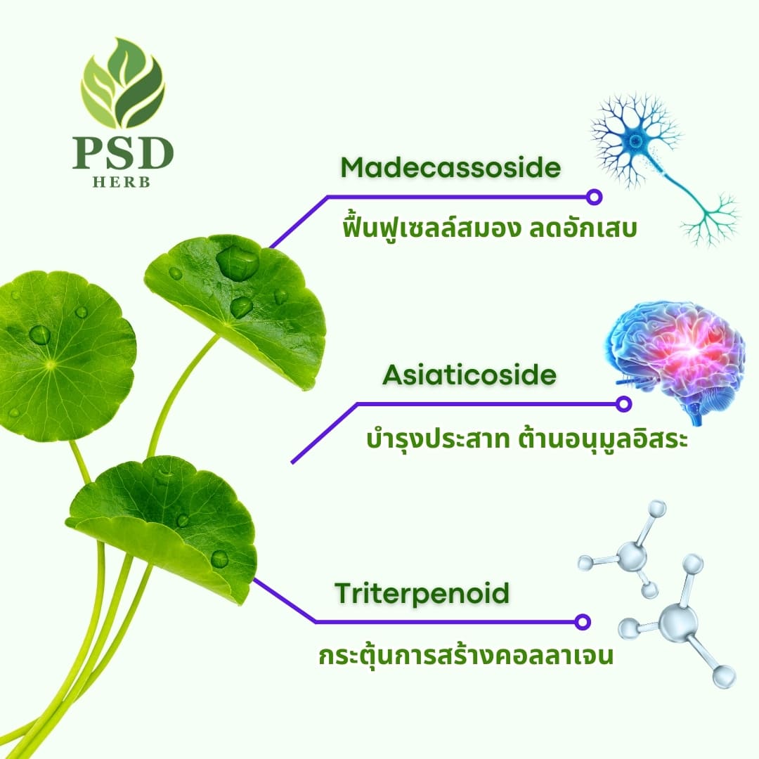 ประโยชน์ของใบบัวบก